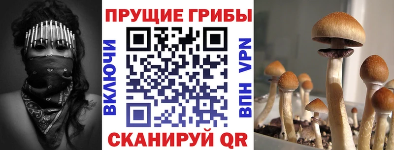 наркошоп  Кириллов  Галлюциногенные грибы прущие грибы 